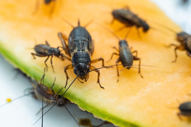 Grilli del primo piano che mangiano cibo, piccolo insetto