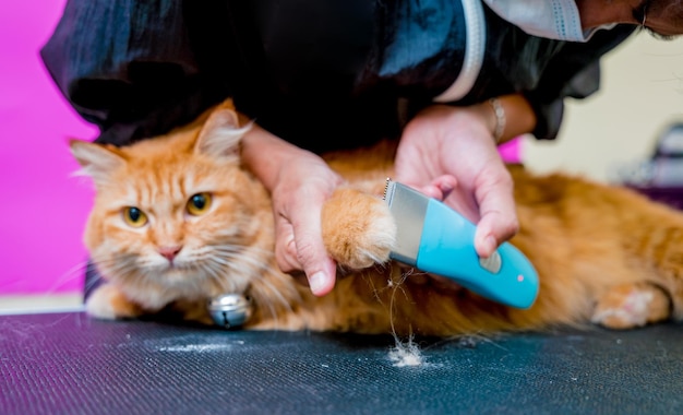 Groomer che taglia un bellissimo gatto rosso al salone di toelettatura