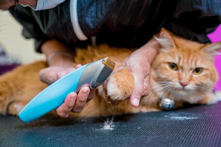 Groomer che taglia un bellissimo gatto rosso al salone di toelettatura