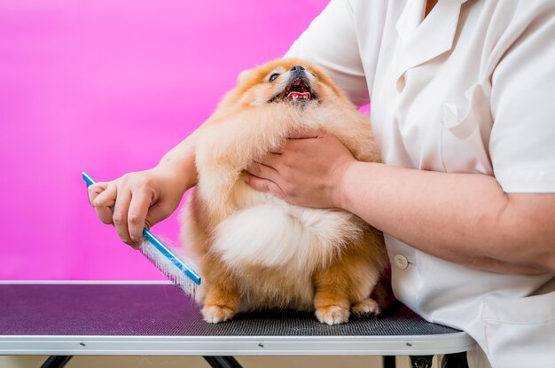 Groomer con maschere facciali protettive che tagliano il cane Pomeranian al salone di toelettatura