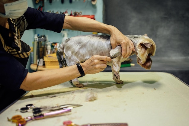 Groomer donna che taglia e pettina il cane al salone di toelettatura Cura professionale del concetto di animali domestici