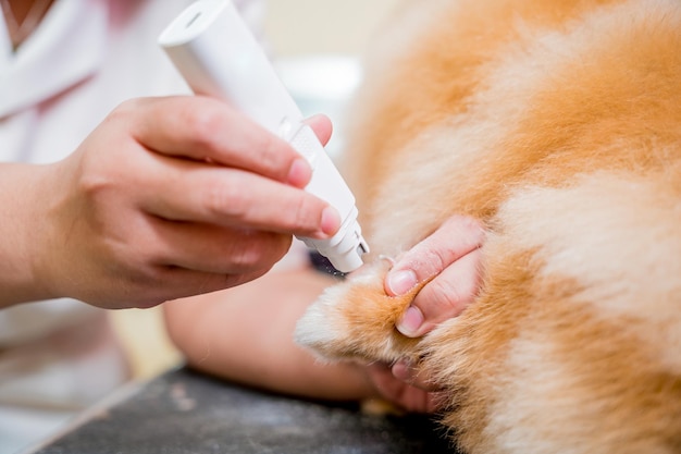 Groomer lucidatura artigli un cane pomeranian al salone di toelettatura