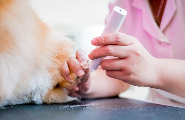 Groomer lucidatura artigli un cane pomeranian al salone di toelettatura