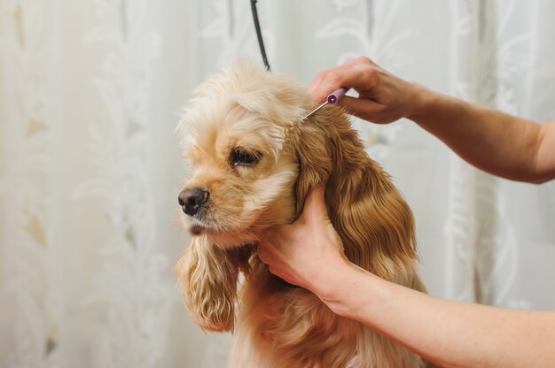 Groomer prepara cane per toelettatura