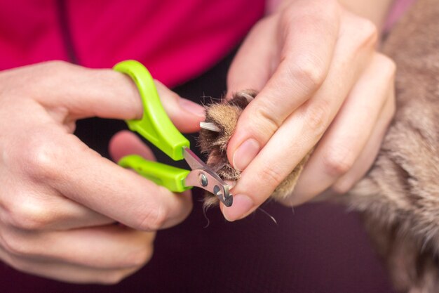 Groomer taglia gli artigli dei gatti.