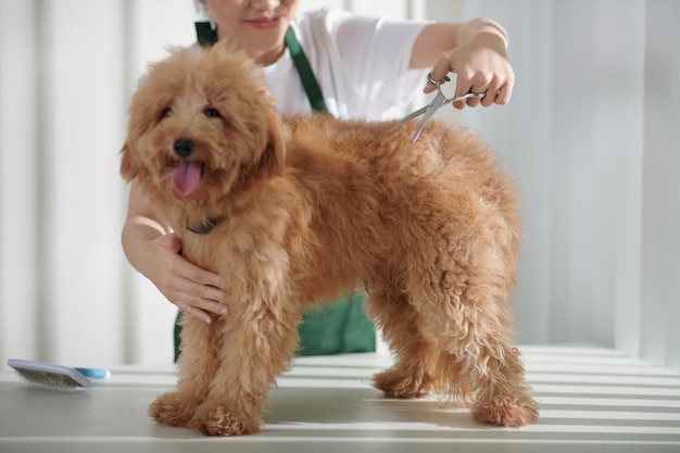 Groomer taglio della pelliccia di cane di piccola taglia