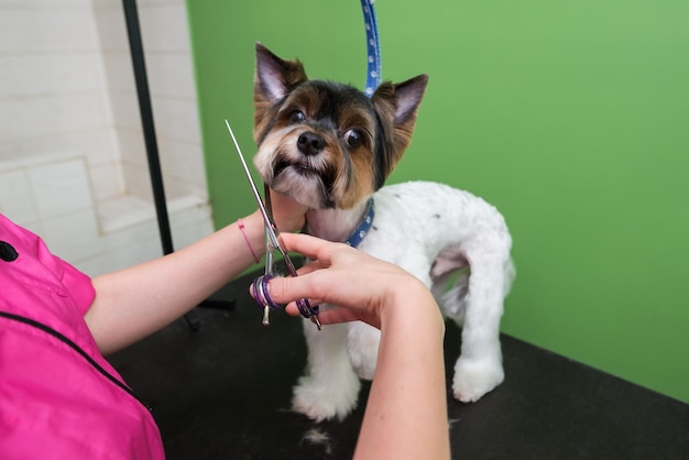 Grooming Yorkshire Terrier parrucchiere professionista parrucchiere taglia Yorkshire Terrier pelliccia Yorkshire terrier taglio di capelli con le forbici
