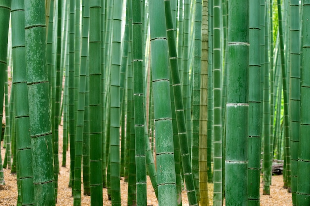 Groove di bambù di Arashiyama, Kyoto, Giappone