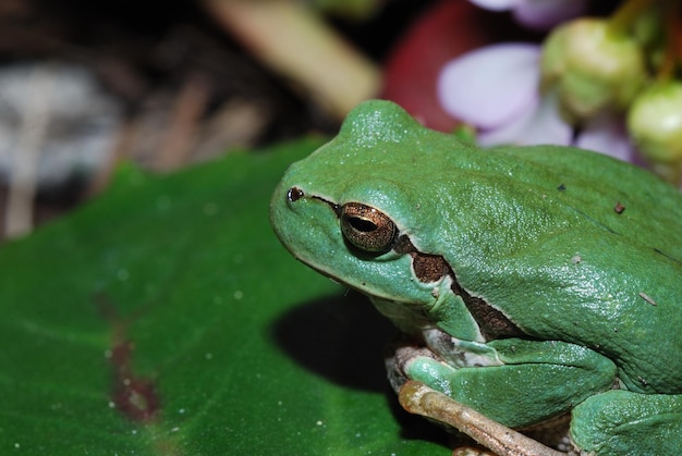 Grossaufnahme von einem gruenen laubfrosch ganz nah