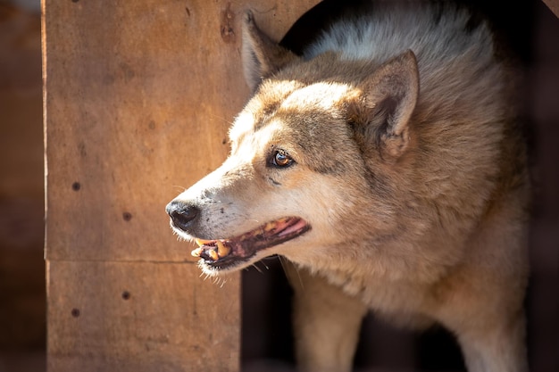 Grosso cane che sbircia fuori dalla cuccia