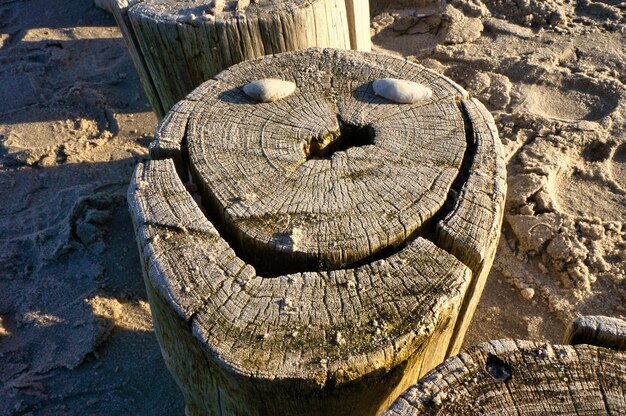 Groyne singolo sulla spiaggia Faccia posata con conchiglie Forma ondulata del legno