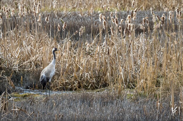 Gru comune, Grus grus, nel suo habitat naturale di riproduzione