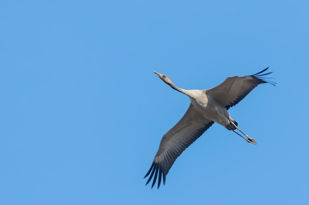 Gru comune in volo cieli blu (Grus grus) migrazione