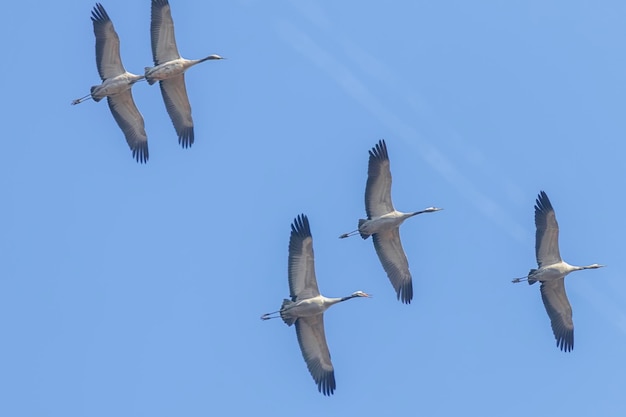 Gru comune in volo cieli blu Grus grus migrazione