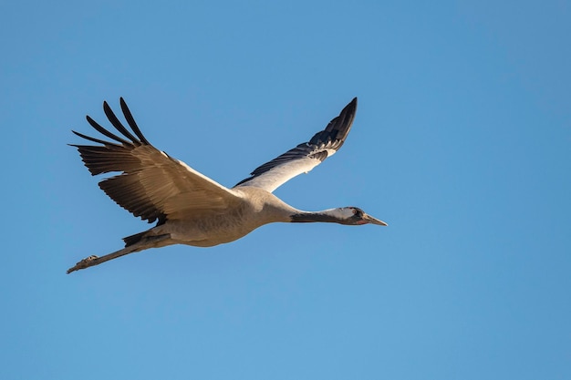 Gru comune o gru eurasiatica Grus grus Toledo Spagna