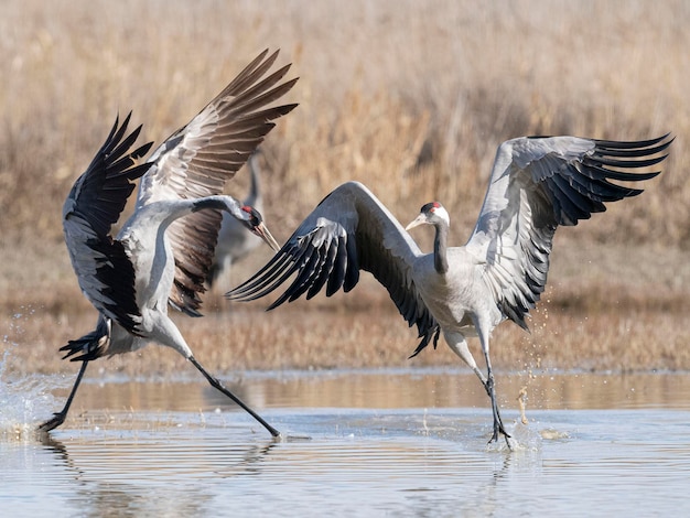 Gru comune o gru eurasiatica Grus grus Toledo Spagna