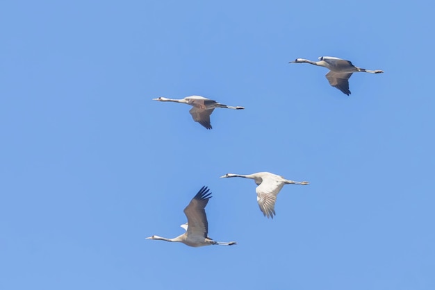 Gru comuni in volo cieli blu, (Grus grus) migrazione