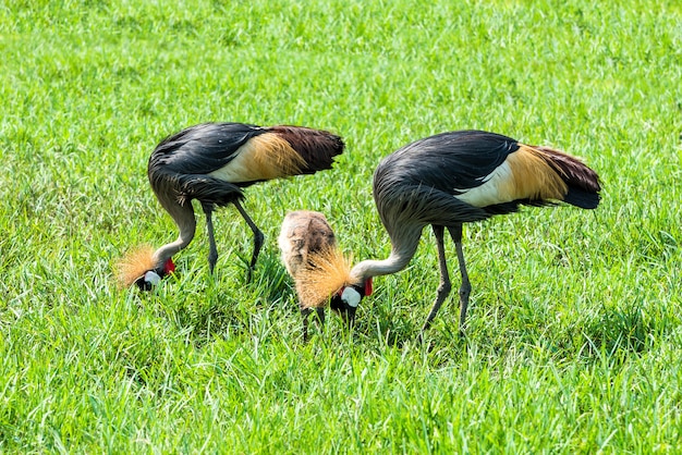 Gru coronata (balearica regulorum) nella savana verde.