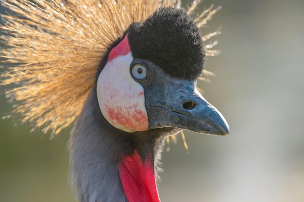 Gru coronata grigia Close up ritratto (Balearica regulorum)