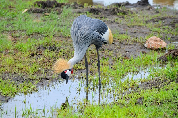 Gru coronata grigia nello Tsavo Kenya orientale Africa