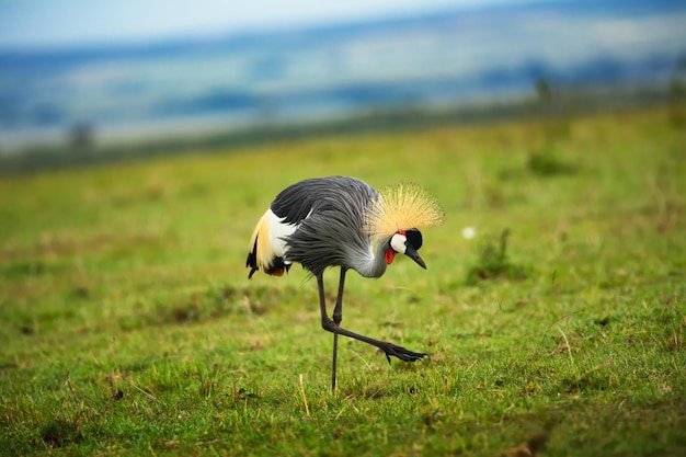 Gru coronata grigia