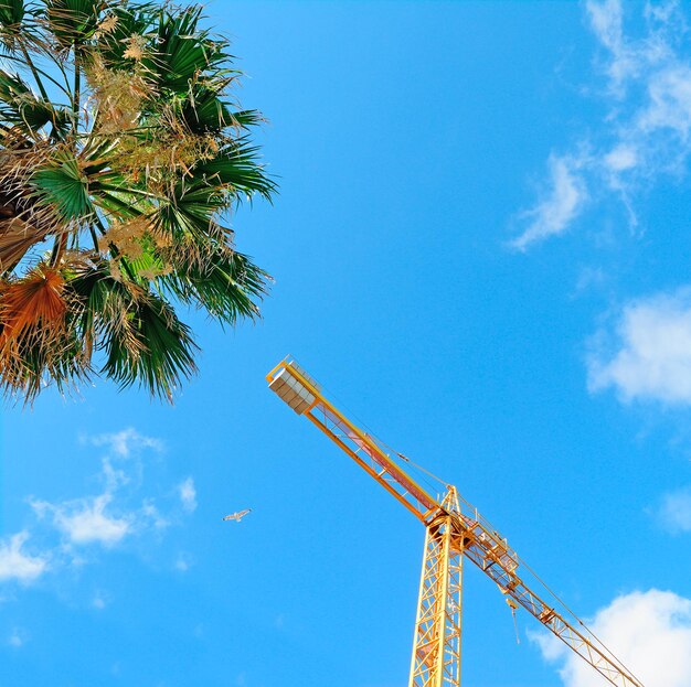 Gru e palme sotto un cielo blu