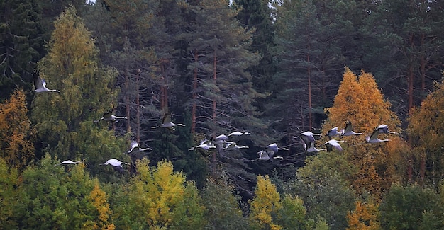 gru nel paesaggio campo molti uccelli si affollano