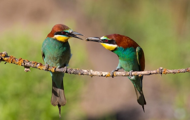 Gruccione europeo Merops apiaster Mattina presto Gli uccelli sono seduti su un vecchio ramo secco Il maschio catturò un'ape e la diede alla sua femmina