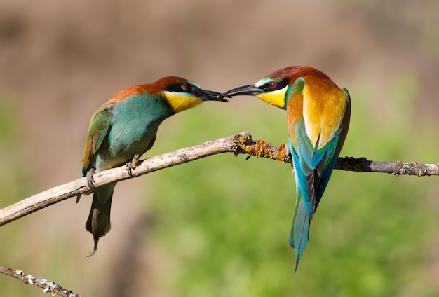 Gruccione europeo Merops apiaster Mattina presto Gli uccelli sono seduti su un vecchio ramo secco Il maschio catturò un'ape e la diede alla sua femmina