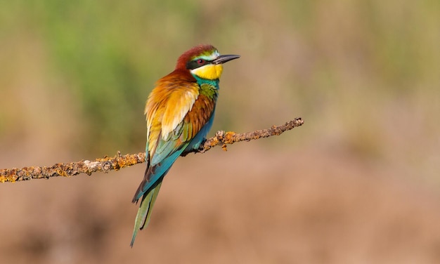 Gruccione europeo merops apiaster Un uccello mattutino si siede su un ramo secco