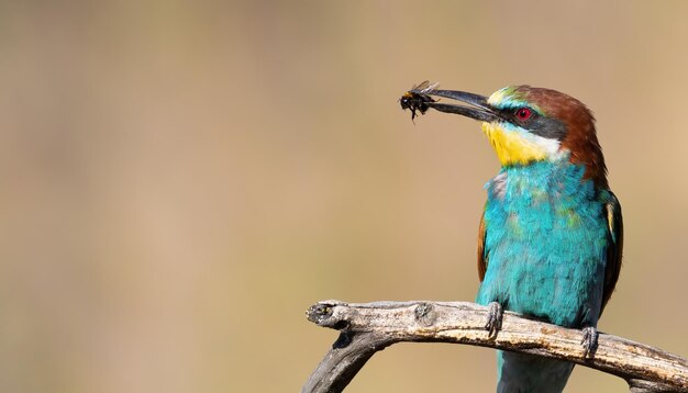 Gruccione europeo Merops apiaster Un uccello si siede su un bellissimo vecchio ramo e tiene una preda nel becco