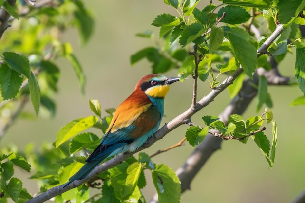 Gruccione Europeo (Merops Apiaster)