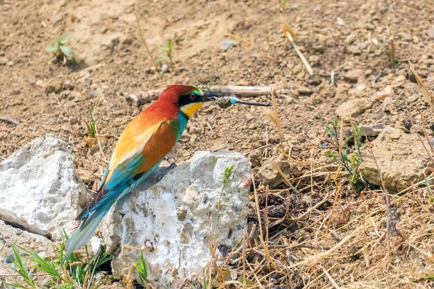 Gruccione Europeo (Merops Apiaster)