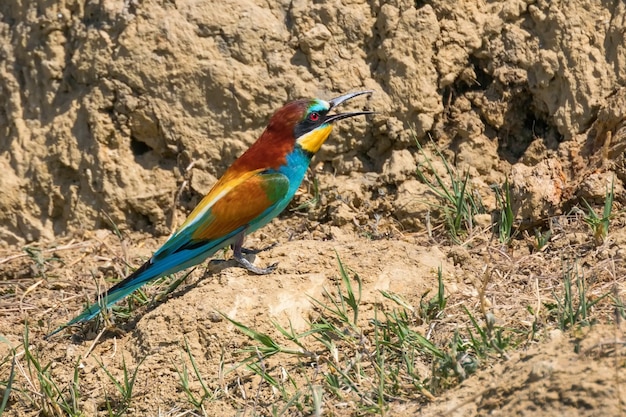 Gruccione Europeo (Merops Apiaster)