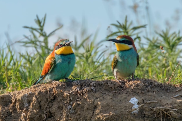 Gruccione Europeo (Merops Apiaster)