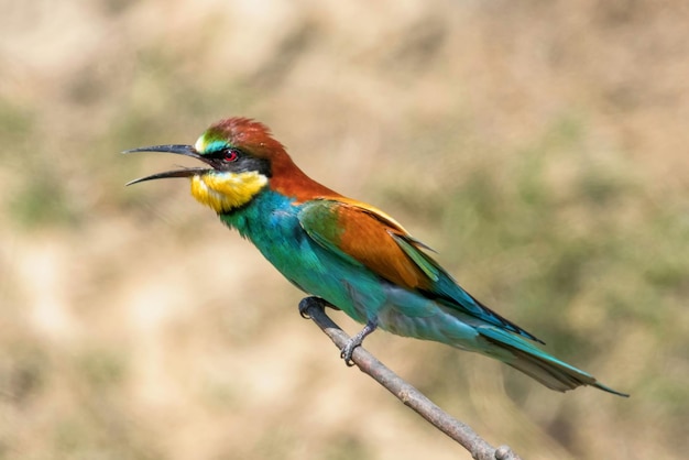 Gruccione Europeo (Merops Apiaster)