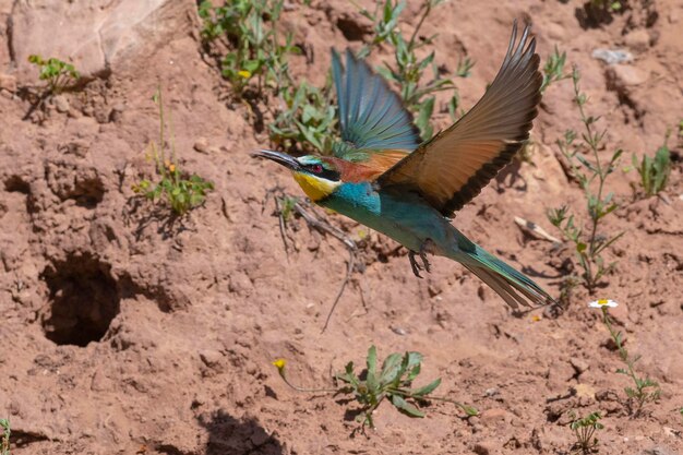 Gruccione (Merops apiaster) Malaga, Spagna