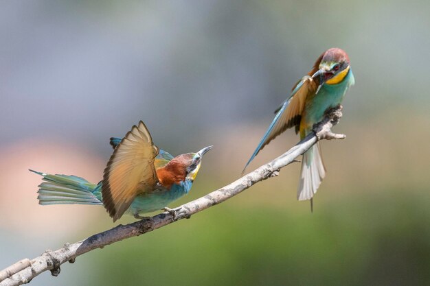 Gruccione (Merops apiaster) Malaga, Spagna