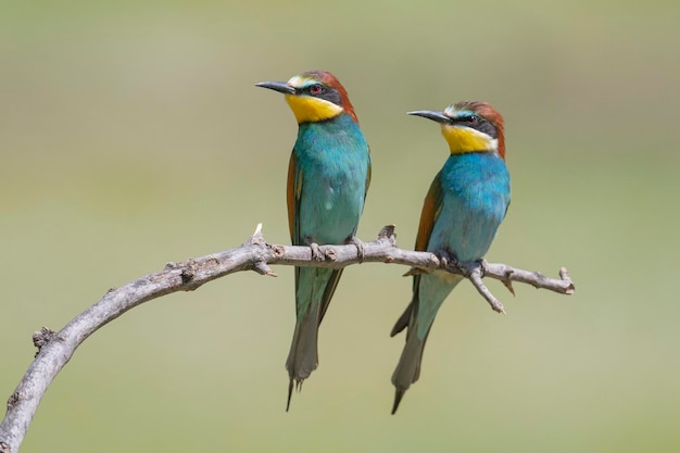 Gruccione (Merops apiaster) Malaga, Spagna