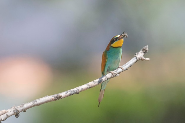 Gruccione (Merops apiaster) Malaga, Spagna