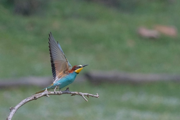 Gruccione (Merops apiaster) Malaga, Spagna