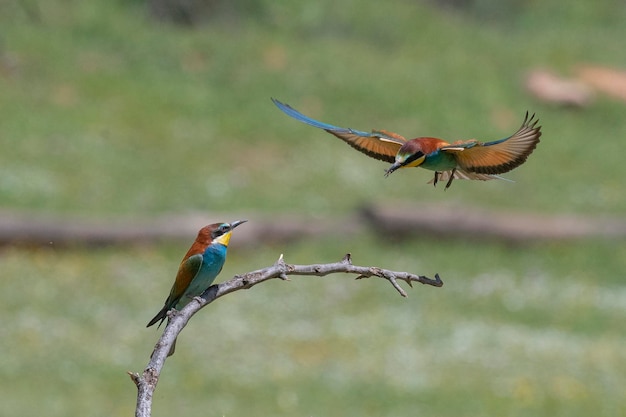 Gruccione (Merops apiaster) Malaga, Spagna