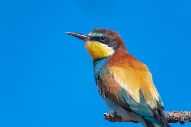 Gruccione (Merops apiaster) Malaga, Spagna