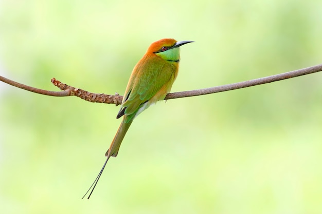 Gruccione verde Merops orientalis Bellissimi uccelli della Thailandia