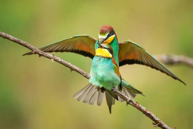 Gruccioni europei (Merops apiaster) accoppiamento su un bellissimo sfondo.