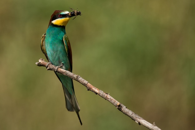 Gruccioni europei (Merops apiaster) seduto su un bastone con un'ape nel becco su un bellissimo sfondo.