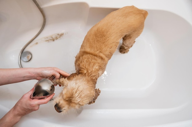 Grumer lava il cane con schiuma e acqua