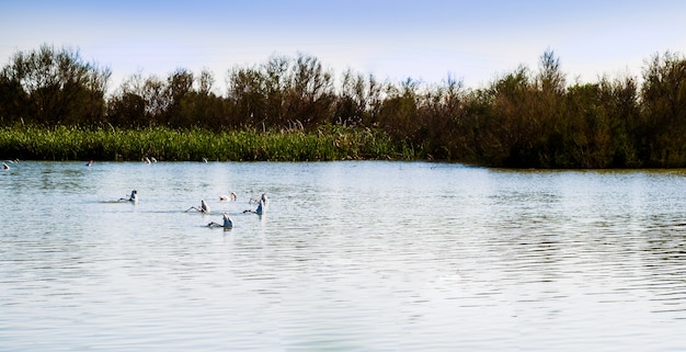 Gruppi di fenicotteri in fila con la testa sott&#39;acqua e sottosopra