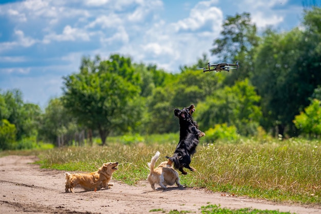 Gruppo allegro e carino di piccola razza sullo sfondo della natura. Animali e cani.