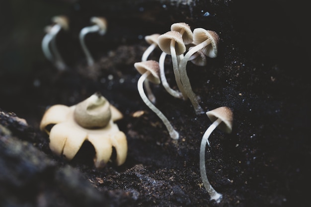 Gruppo chiuso di raccolta funghi in foresta tropicale.